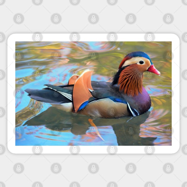 Beautiful Mandarin Duck at the Pond Sticker by walkswithnature